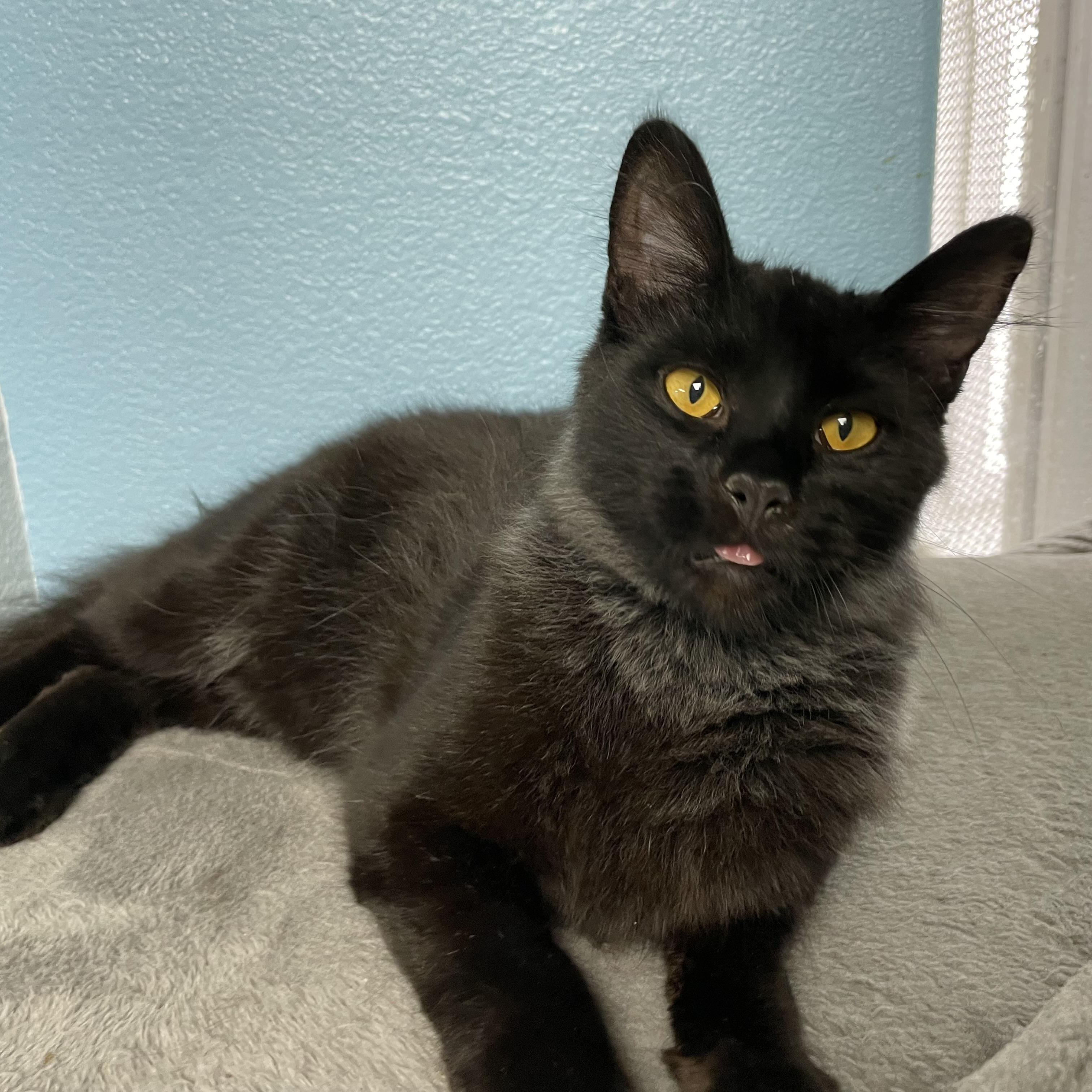 Louie, adopted, Young Male Domestic Long Hair.