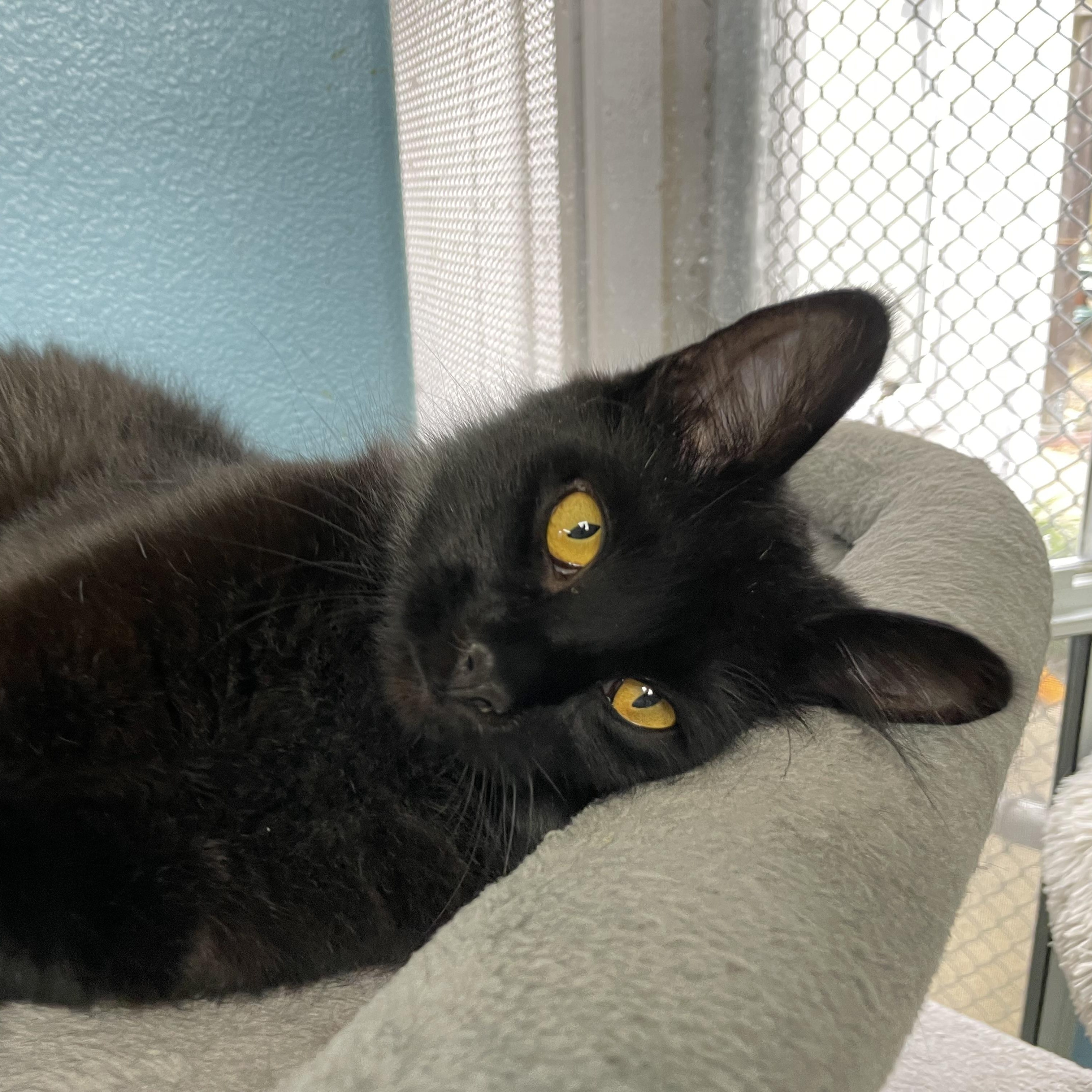 Enlarge Louie, an adopted Domestic Long Hair in Hollister, CA image 2/6