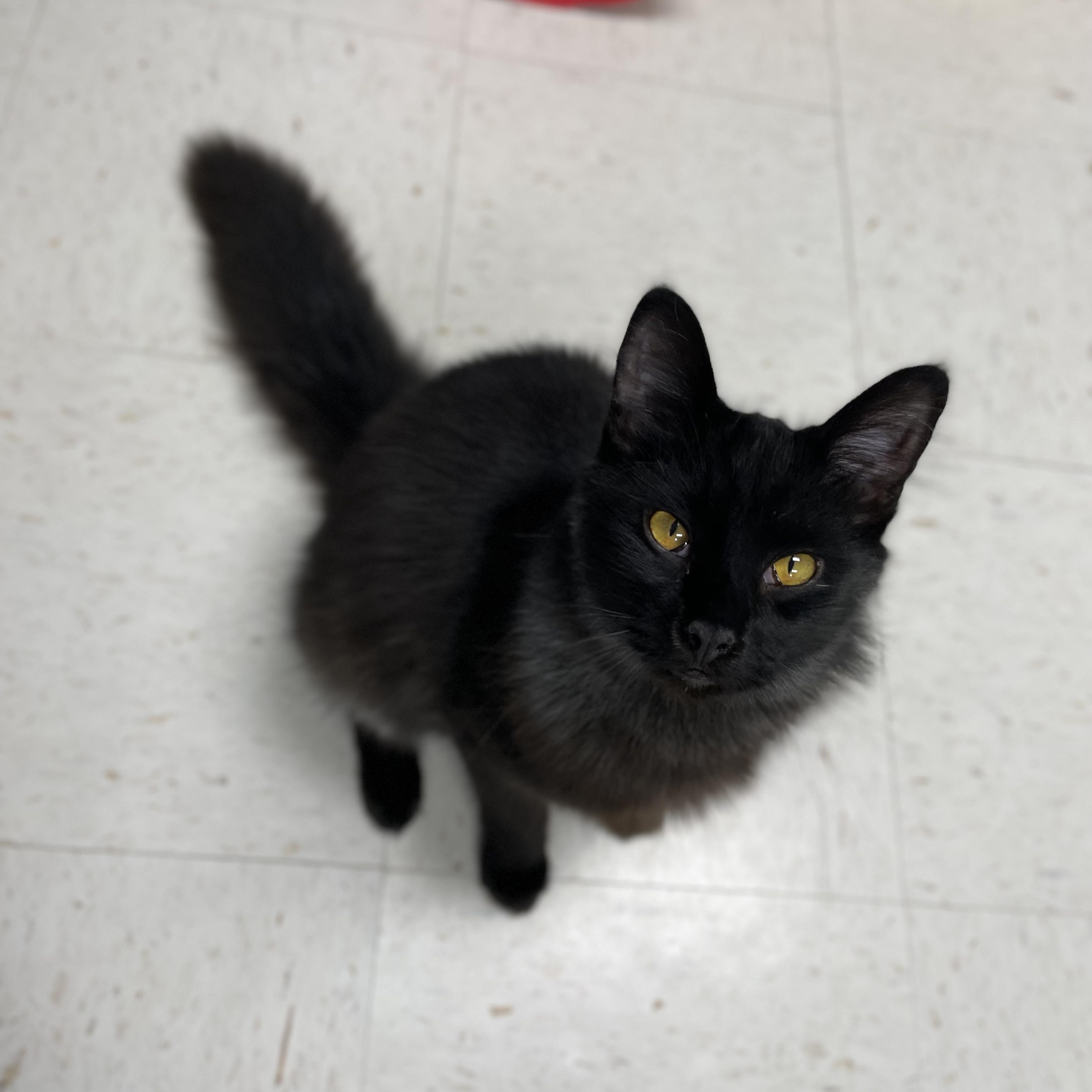Enlarge Louie, an adopted Domestic Long Hair in Hollister, CA image 5/6