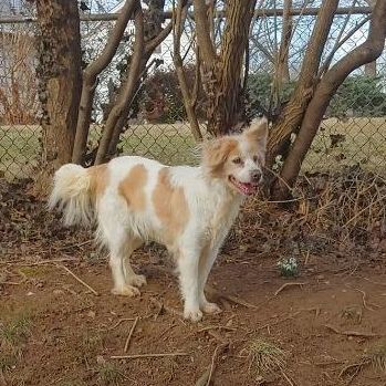 Nooni (Anoush), an adopted Spaniel in Rockville, MD image 1/3