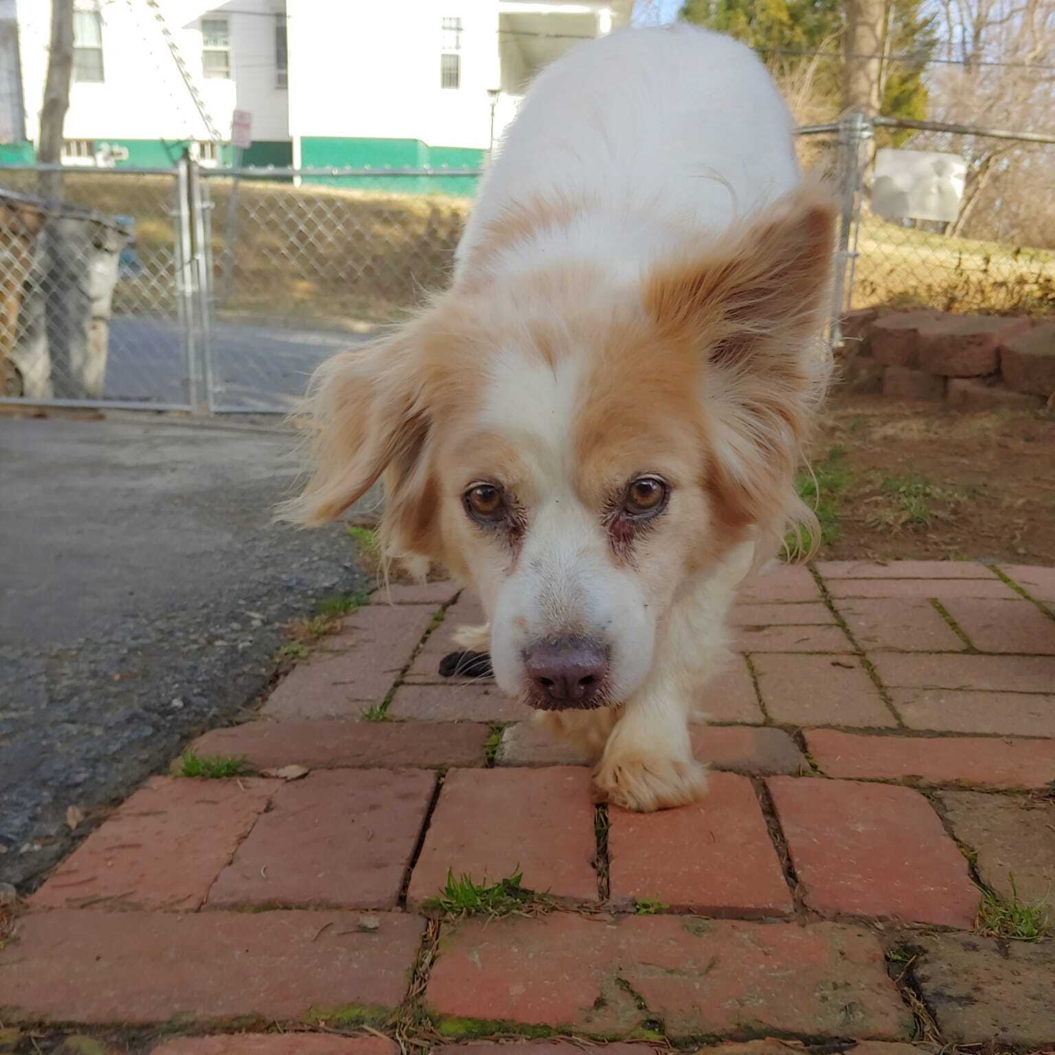 Nooni (Anoush), an adopted Spaniel in Rockville, MD image 3/3