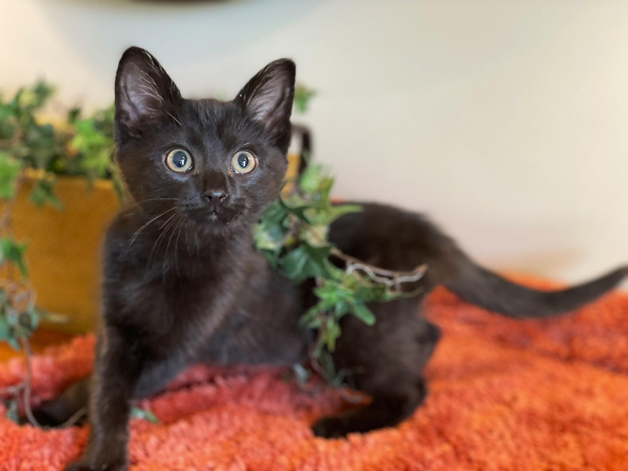 Enlarge Tairn, a ADOPTABLE Domestic Short Hair in Taylor, MI image 1/6
