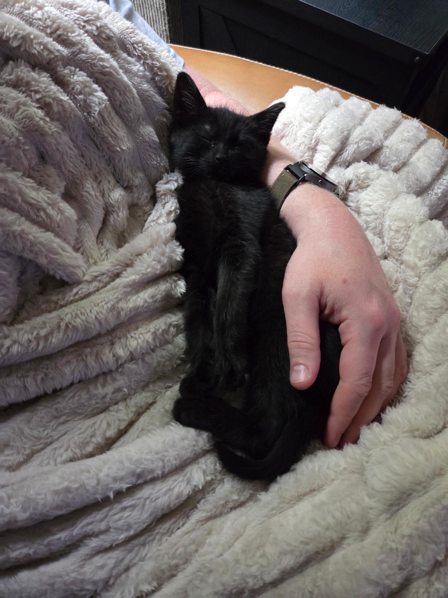Enlarge Tairn, a ADOPTABLE Domestic Short Hair in Taylor, MI image 6/6