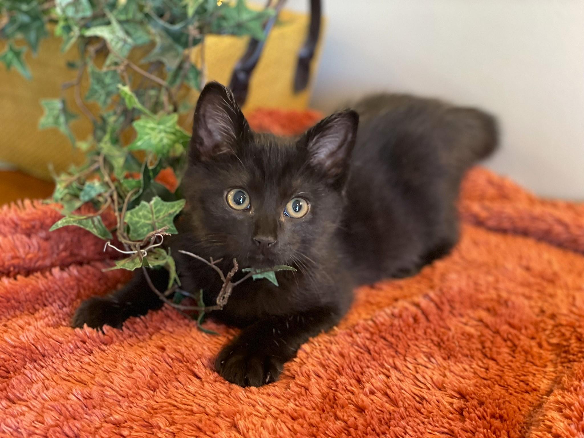 Enlarge Tairn, a ADOPTABLE Domestic Short Hair in Taylor, MI image 4/6