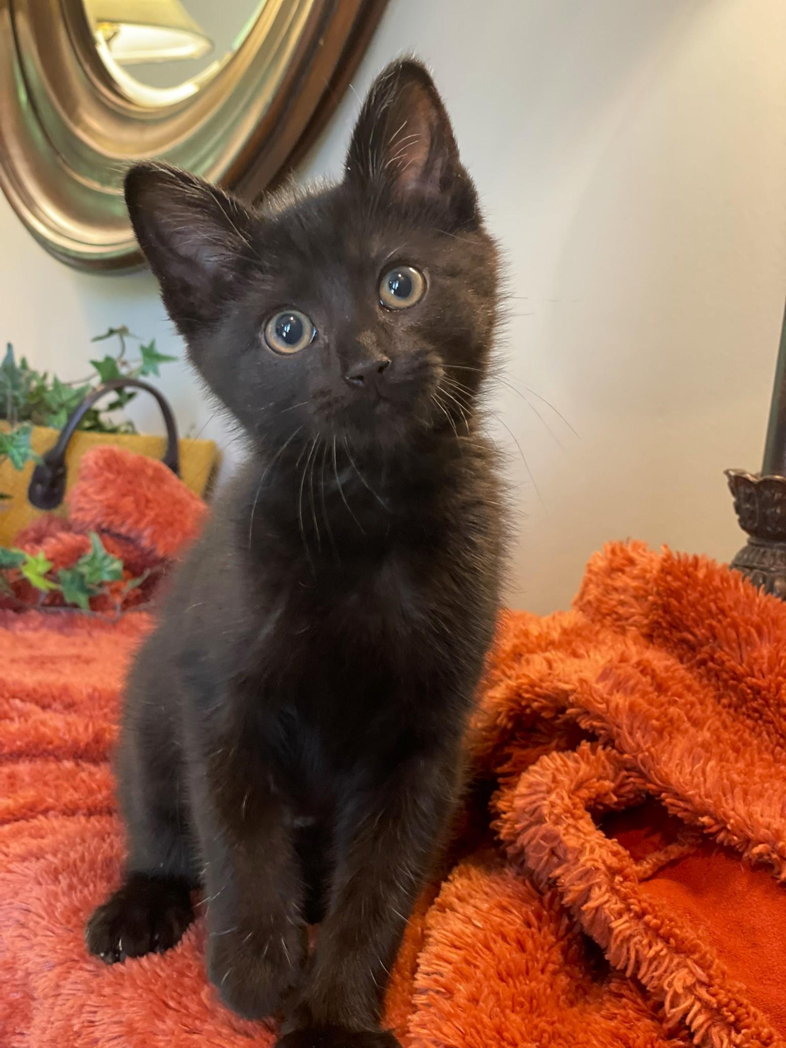 Enlarge Tairn, a ADOPTABLE Domestic Short Hair in Taylor, MI image 3/6