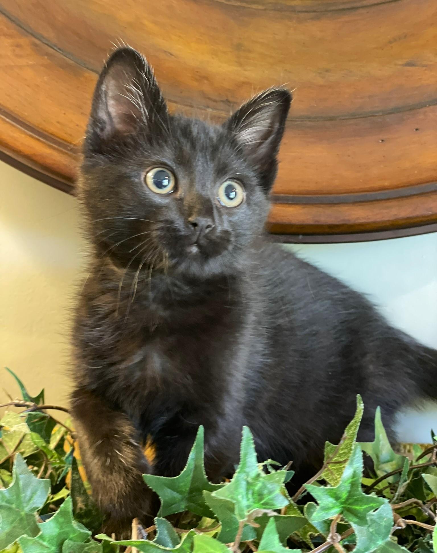 Enlarge Tairn, a ADOPTABLE Domestic Short Hair in Taylor, MI image 2/6
