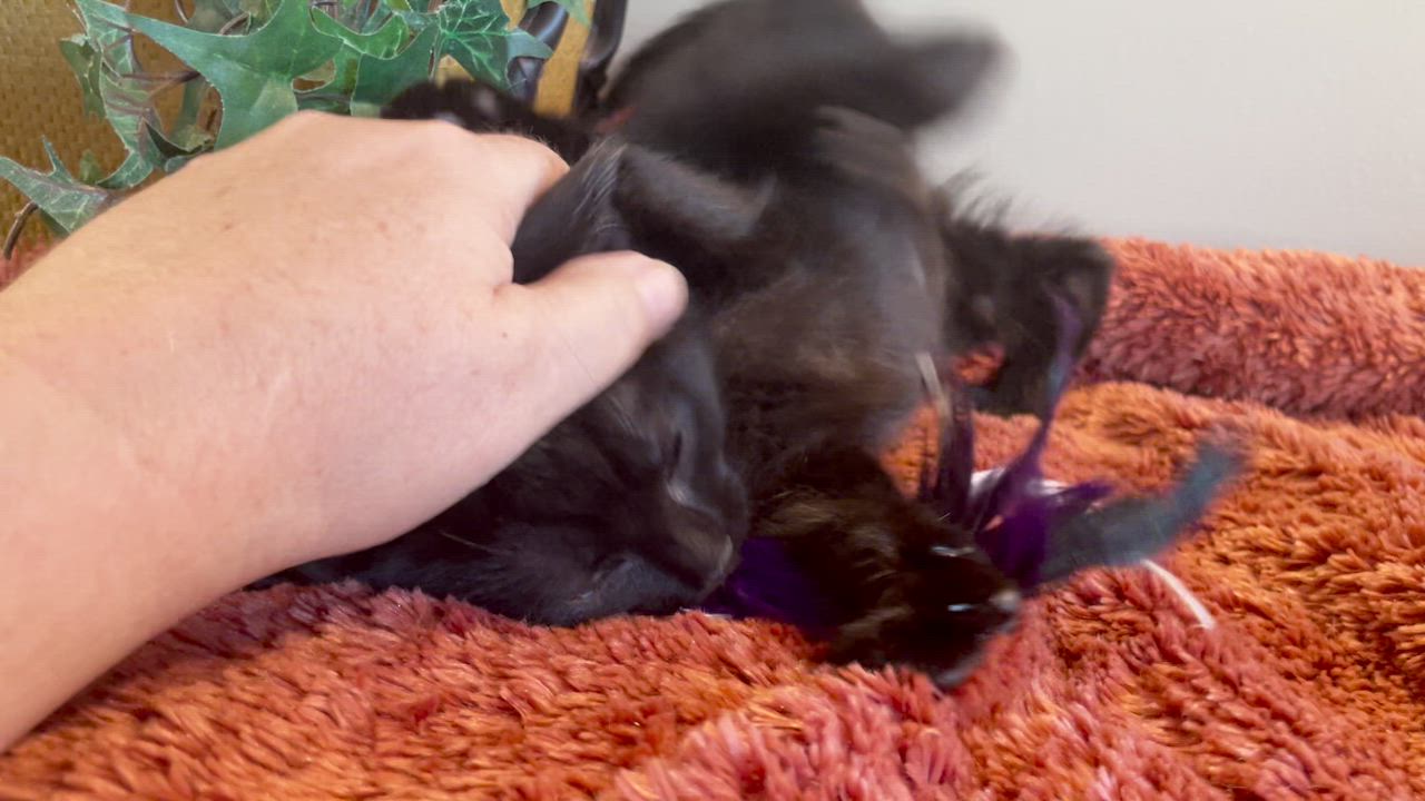 Enlarge Tairn, a ADOPTABLE Domestic Short Hair in Taylor, MI video 5/6