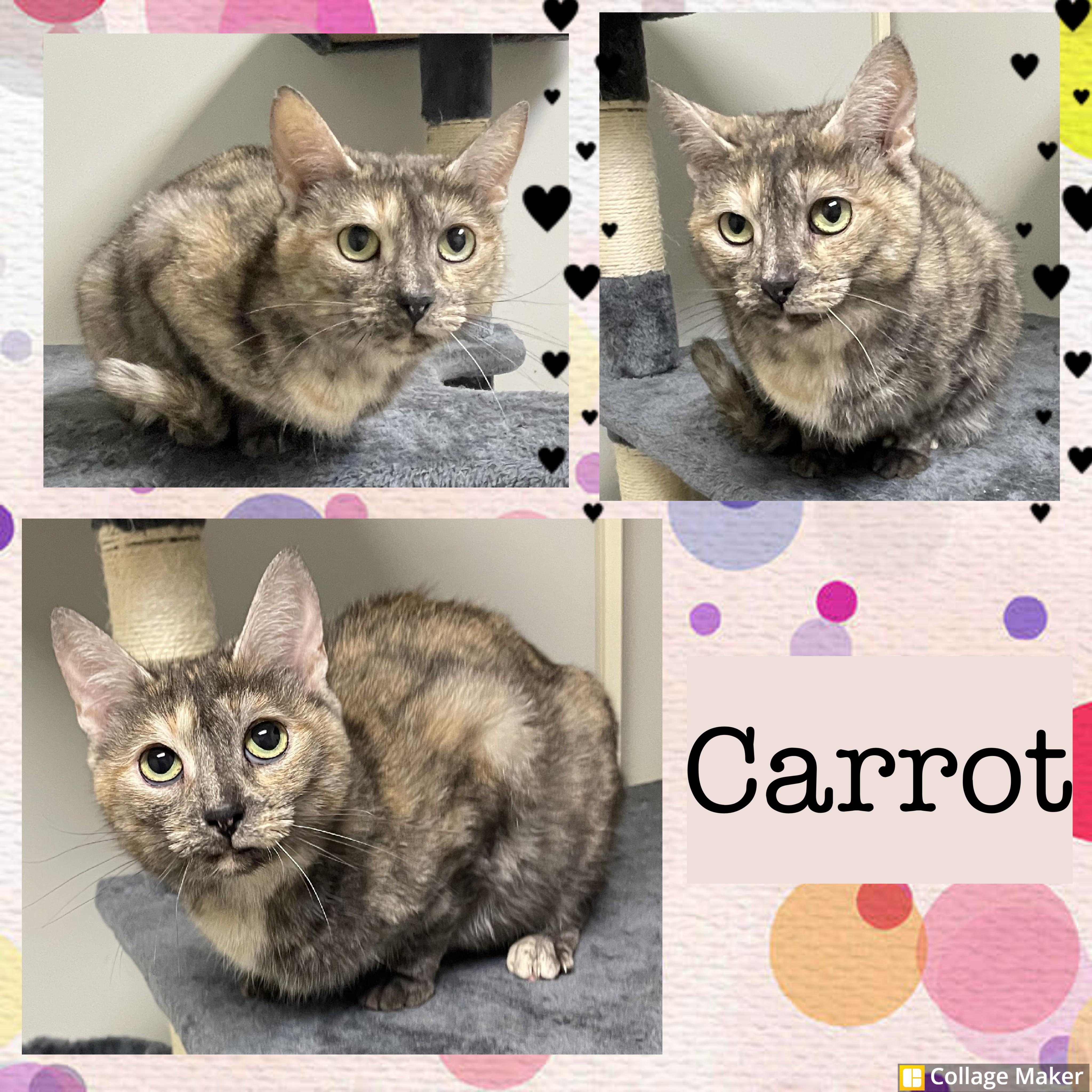 Enlarge Carrot, an adopted mixed breed in Clearfield, PA image 1/1