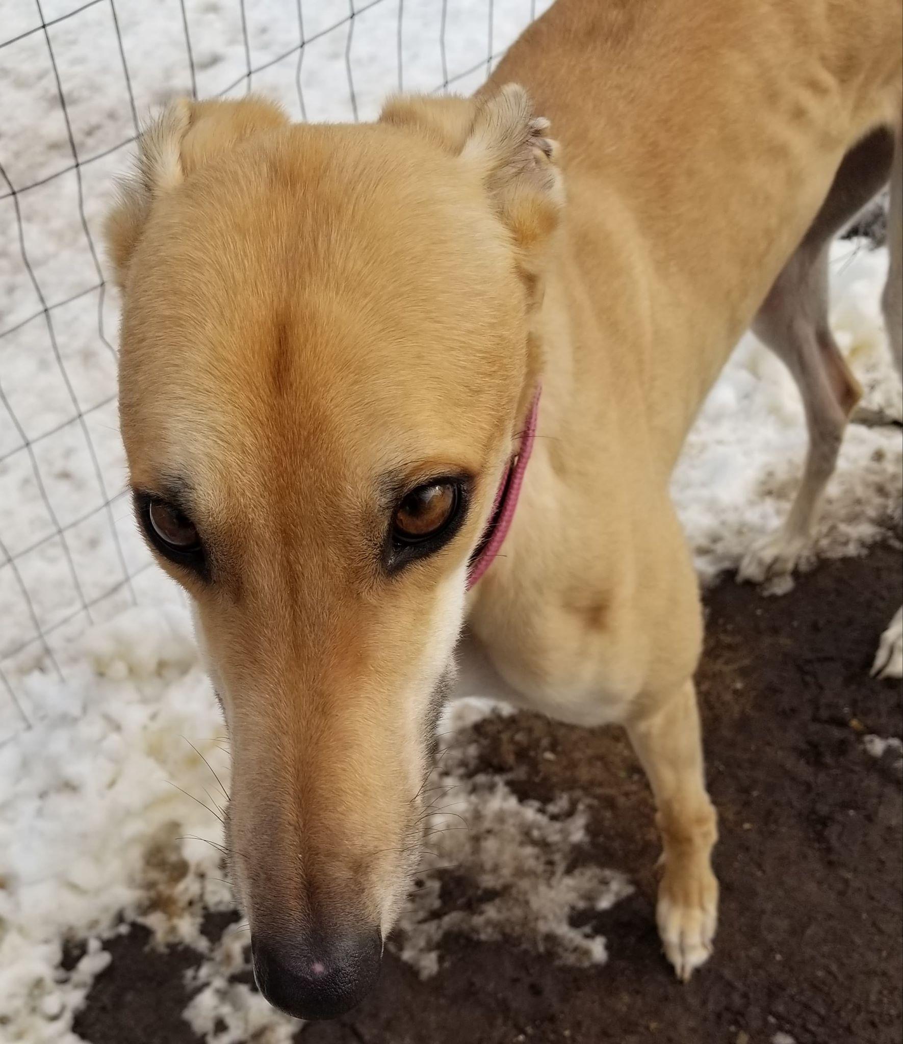 Lady, Adopted, Senior Female Greyhound.