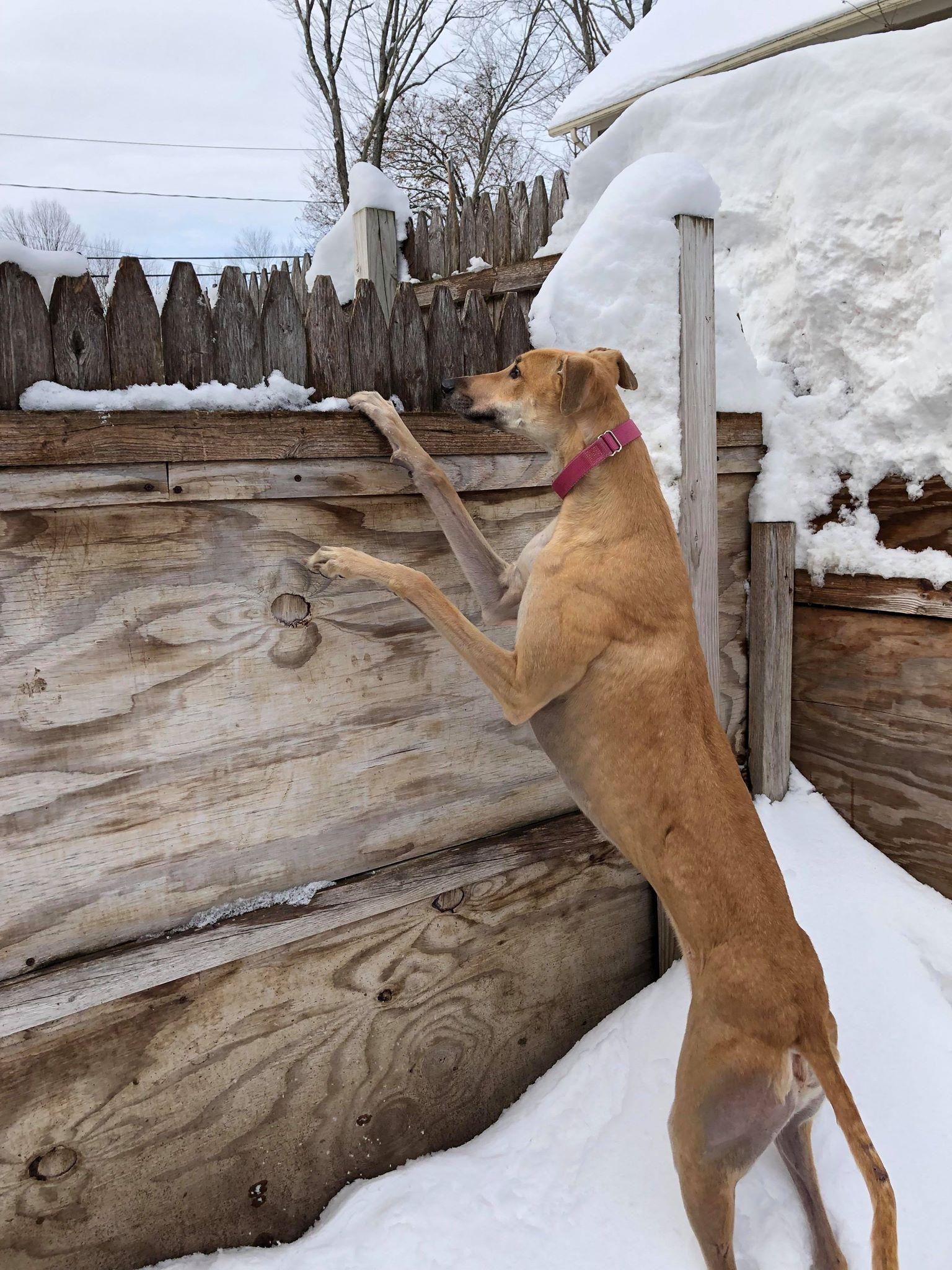Lady, a Adopted Greyhound in Amherst, MA image 2/6