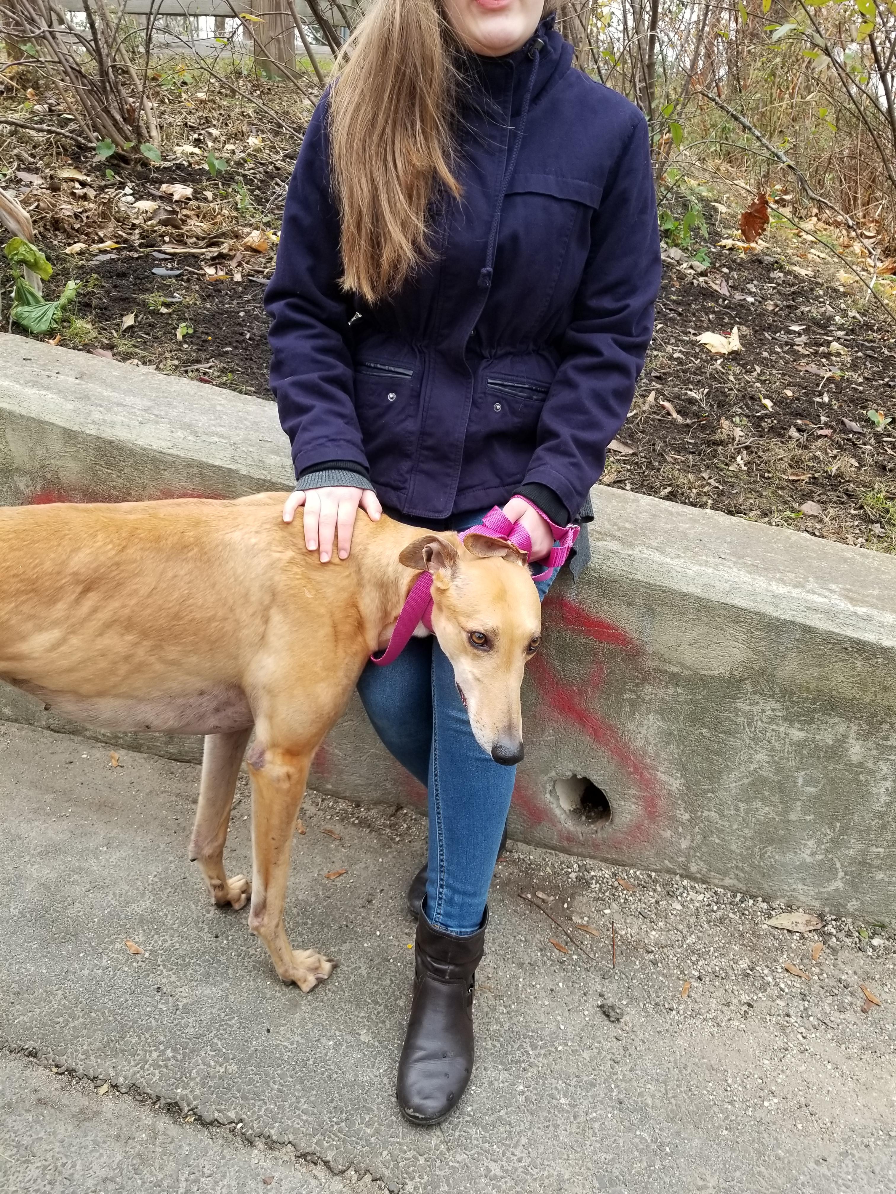 Lady, a Adopted Greyhound in Amherst, MA image 3/6