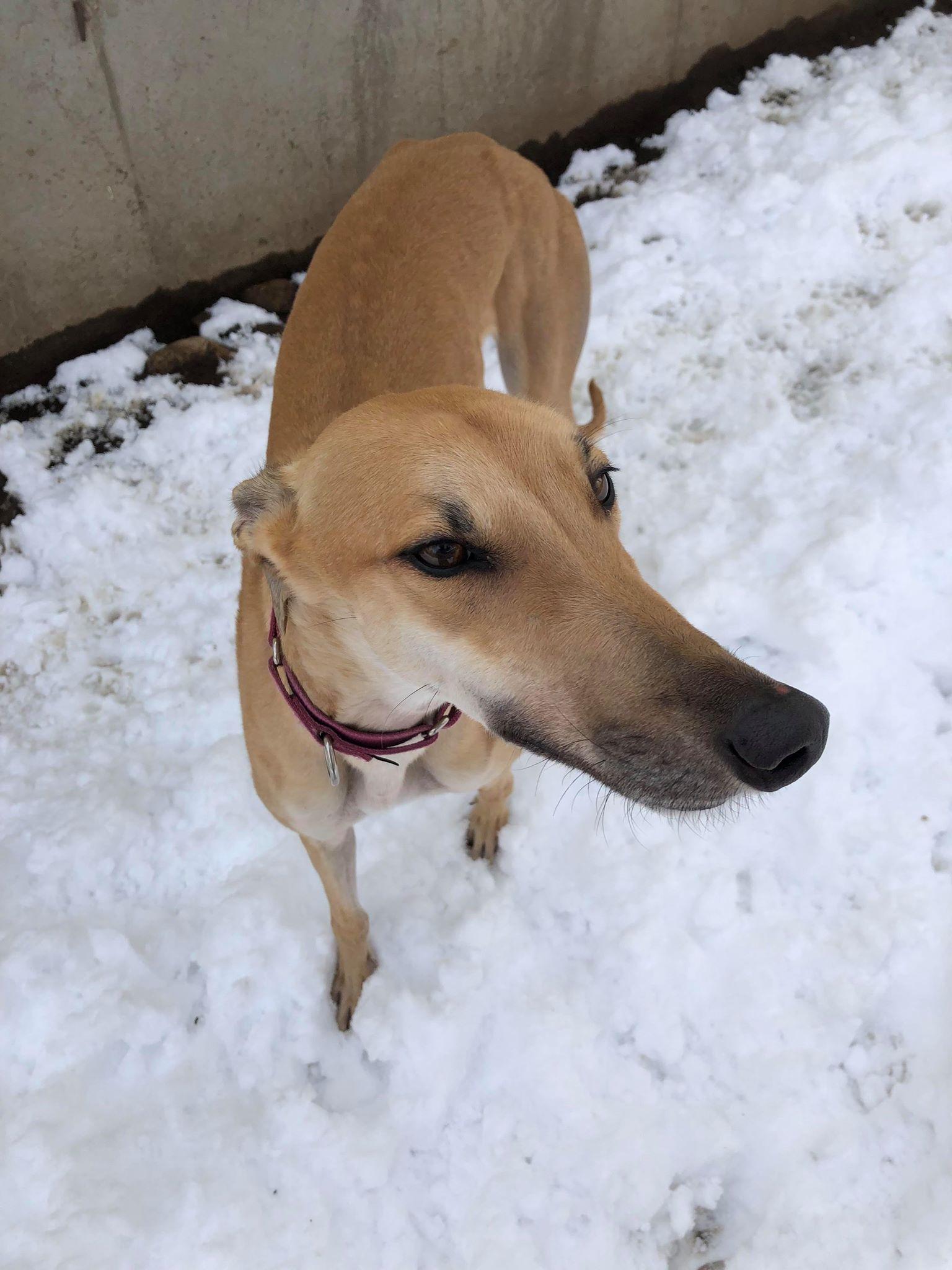 Lady, a Adopted Greyhound in Amherst, MA image 4/6