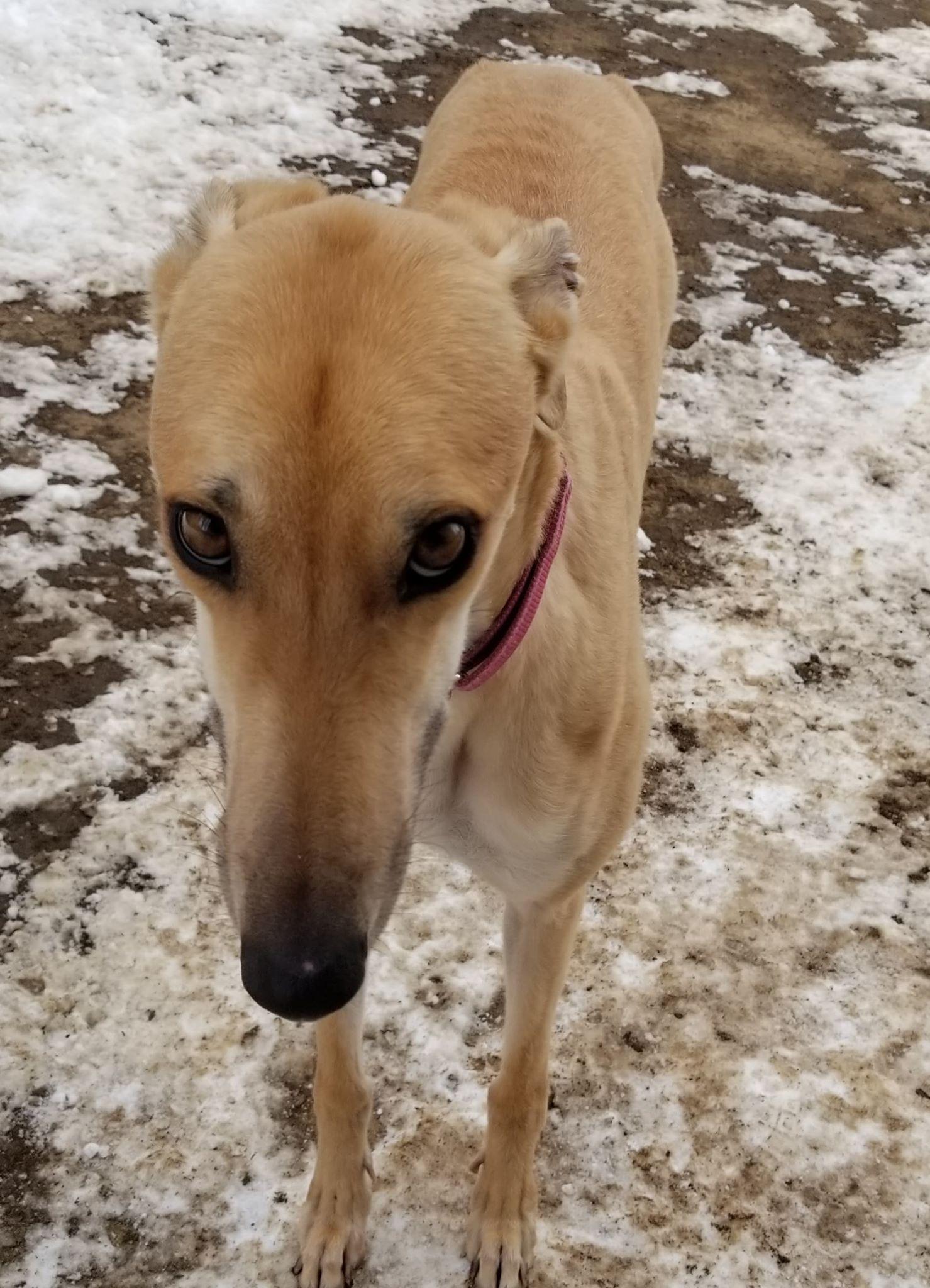 Lady, a Adopted Greyhound in Amherst, MA image 5/6
