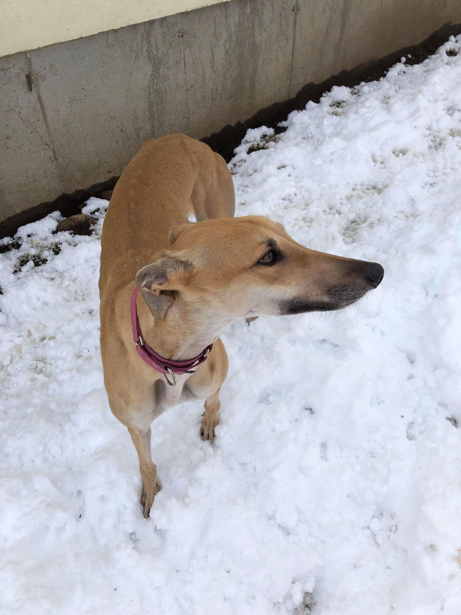 Lady, a Adopted Greyhound in Amherst, MA image 6/6