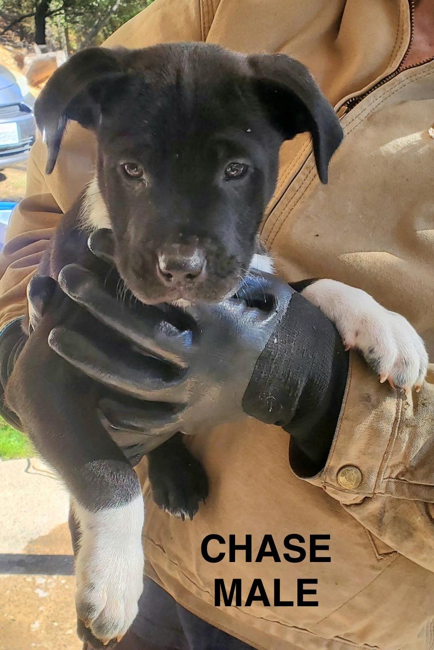 Chase
