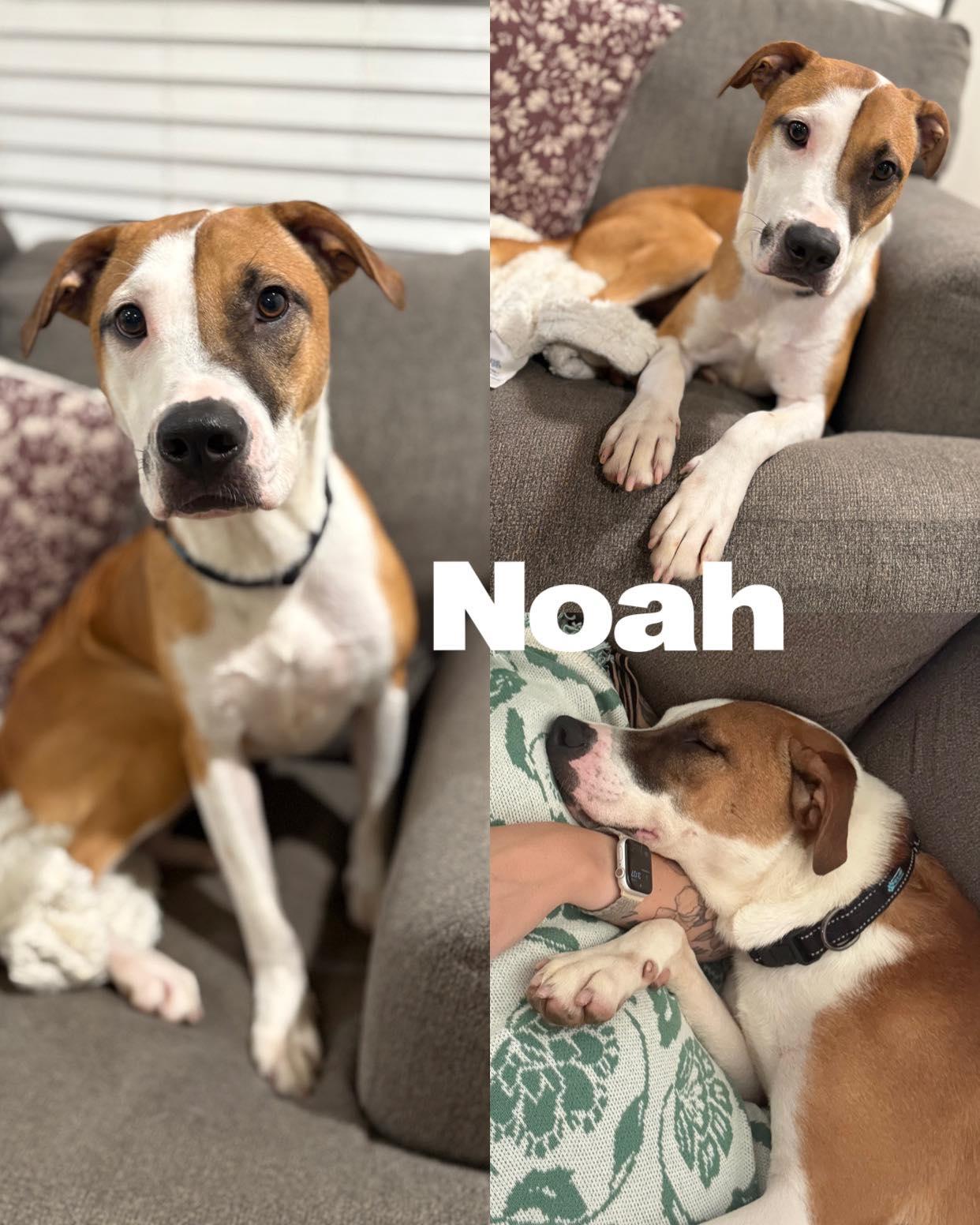 Noah, a Adoptable Border Collie in Saint James, MO image 1/5