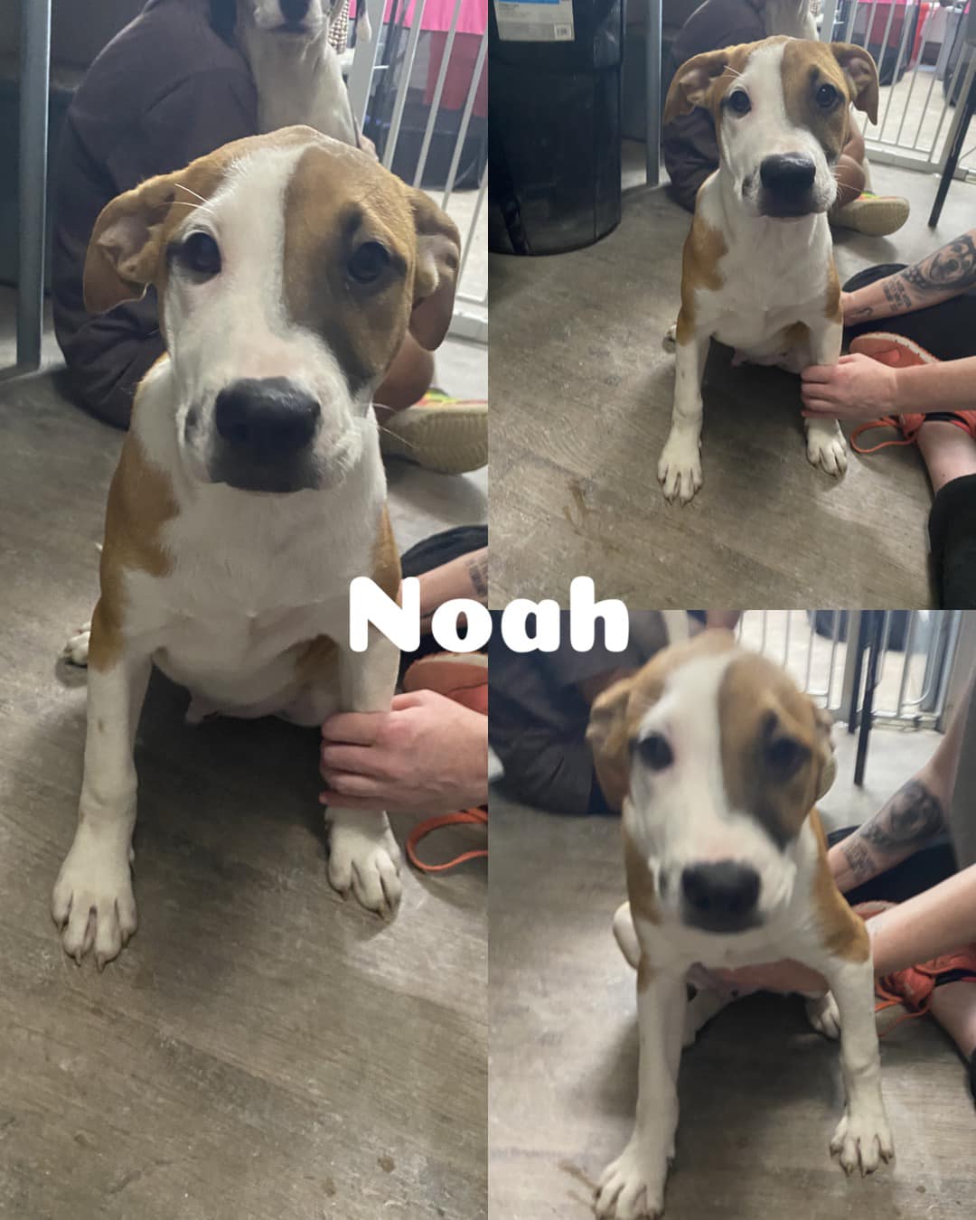 Noah, a Adoptable Border Collie in Saint James, MO image 5/5