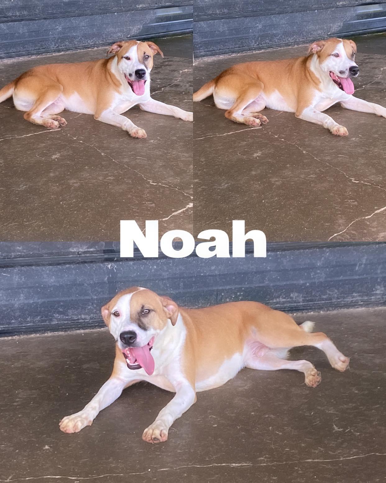 Noah, a Adoptable Border Collie in Saint James, MO image 2/5