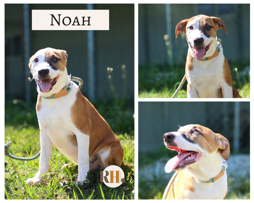 Noah, a Adoptable Border Collie in Saint James, MO image 4/5
