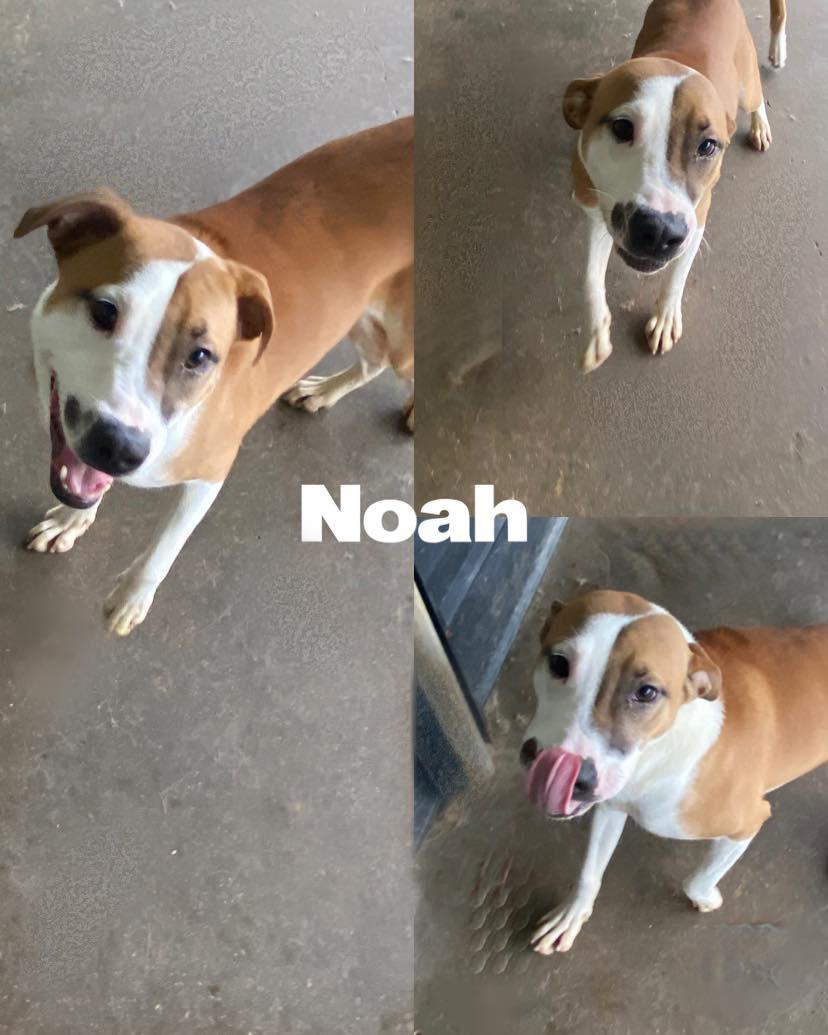 Noah, a Adoptable Border Collie in Saint James, MO image 3/5