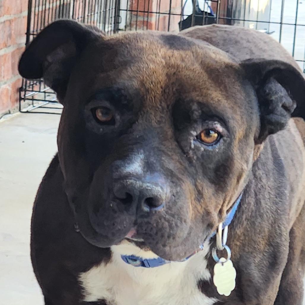 BW, Adoptable, Adult Male Pit Bull Terrier.