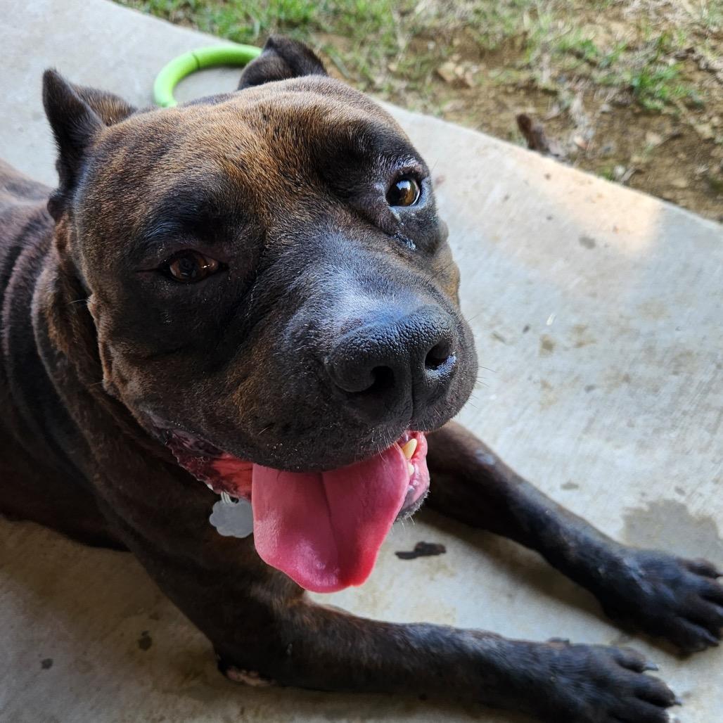 Enlarge BW, a Adoptable Pit Bull Terrier in Dallas, TX image 2/6