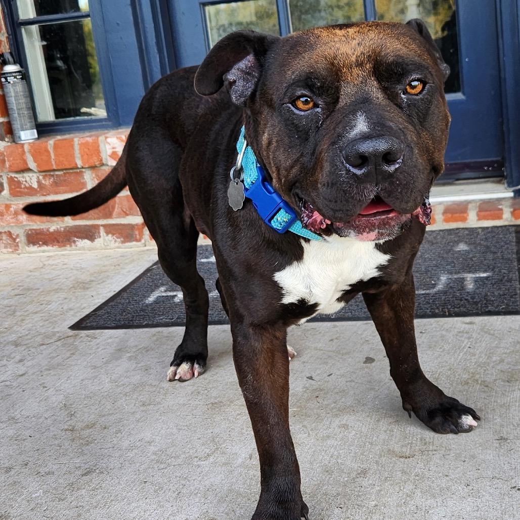 Enlarge BW, a Adoptable Pit Bull Terrier in Dallas, TX image 3/6