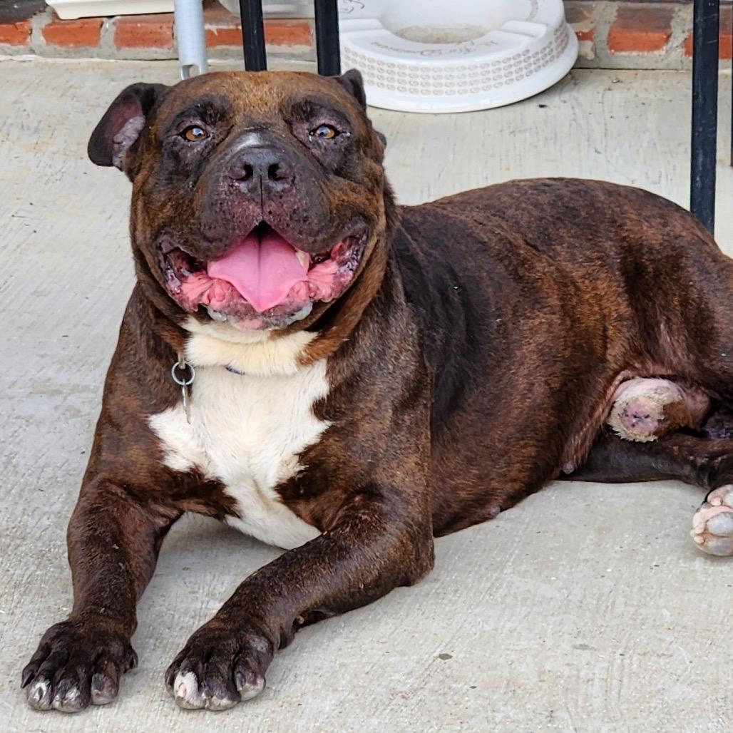 Enlarge BW, a Adoptable Pit Bull Terrier in Dallas, TX image 4/6