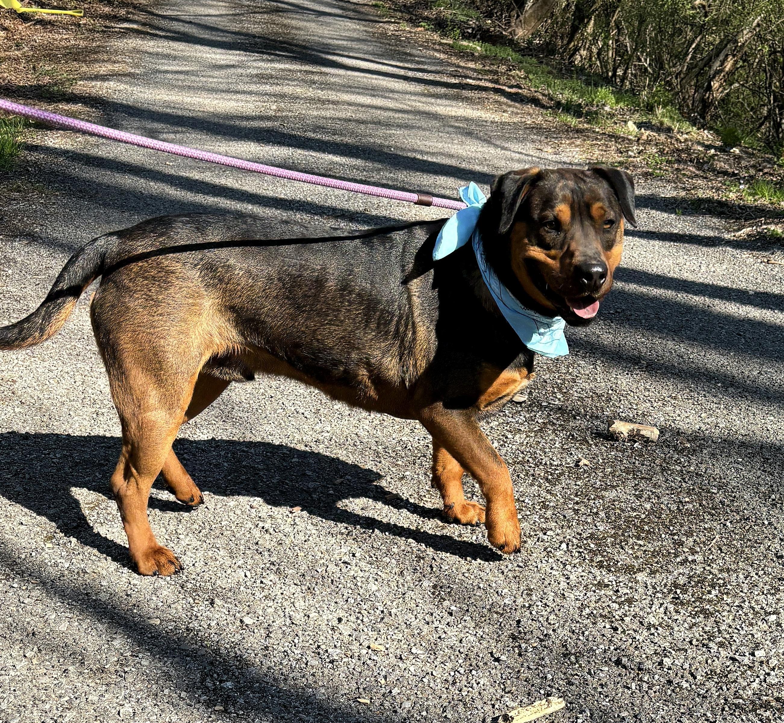 Enlarge Turbo, a Adoptable mixed breed in Talbott, TN image 3/4