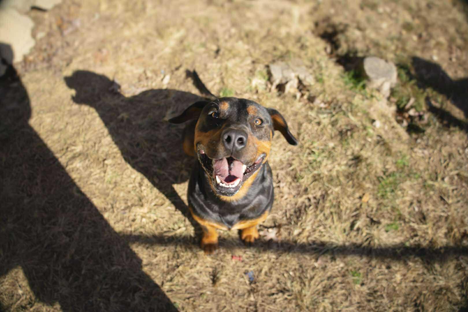 Enlarge Turbo, a Adoptable mixed breed in Talbott, TN image 4/4