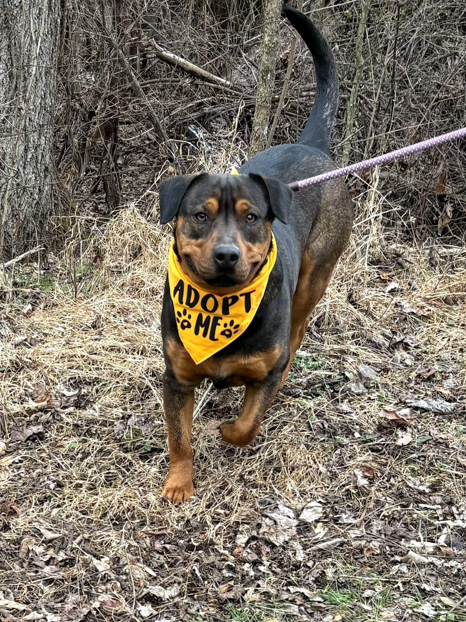 Turbo, Adoptable, Young Male Rottweiler.
