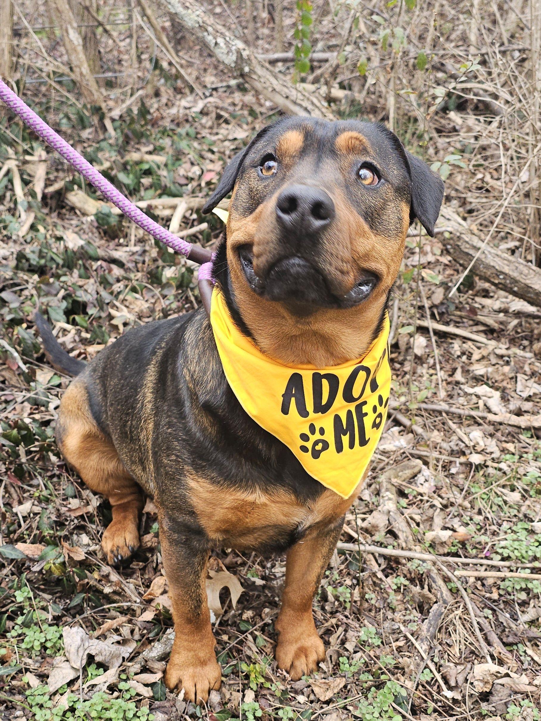 Enlarge Turbo, a Adoptable mixed breed in Talbott, TN image 2/4