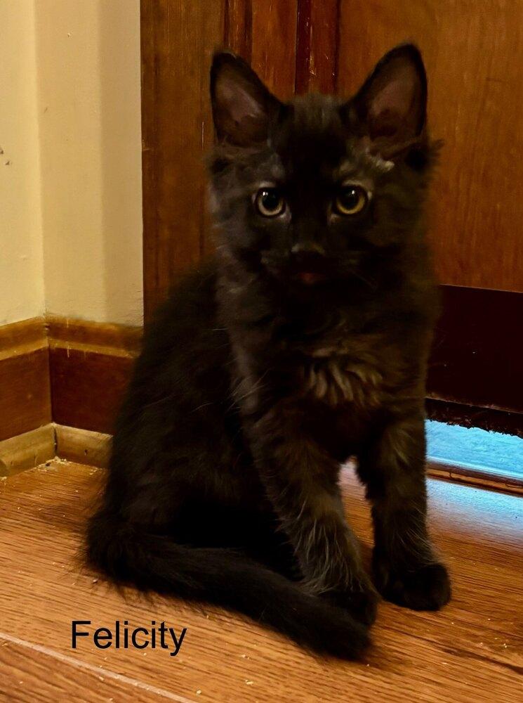 Felicity, Adoptable, Kitten Female Domestic Medium Hair.