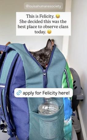 Felicity, a Adoptable Domestic Medium Hair in Louisa, VA image 2/4