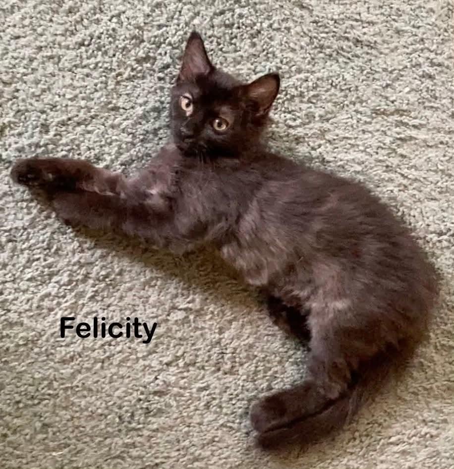 Felicity, a Adoptable Domestic Medium Hair in Louisa, VA image 3/4