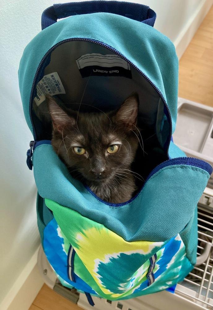 Felicity, a Adoptable Domestic Medium Hair in Louisa, VA image 4/4