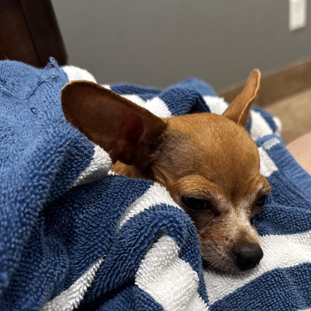 Cleo, Adoptable, Adult Female Chihuahua.