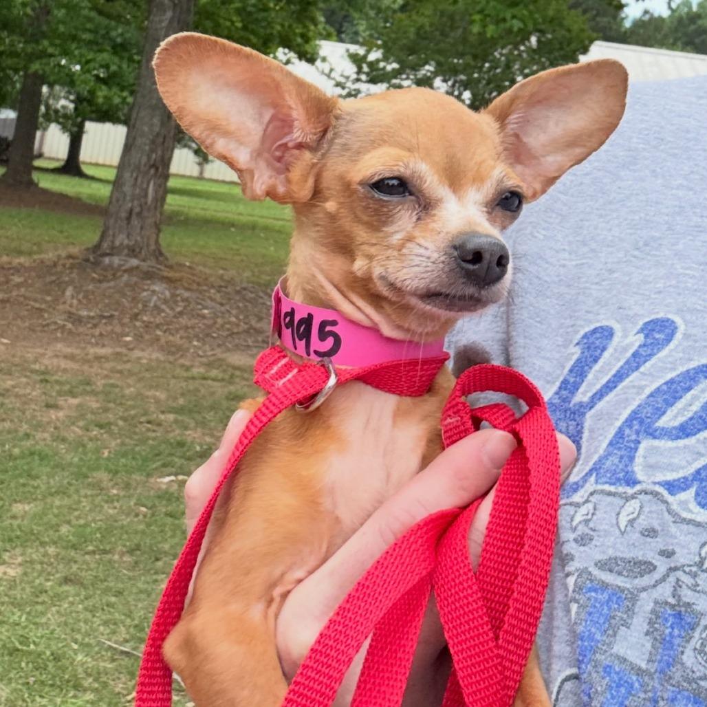 Cleo, a Adoptable Chihuahua in Austell, GA image 3/6
