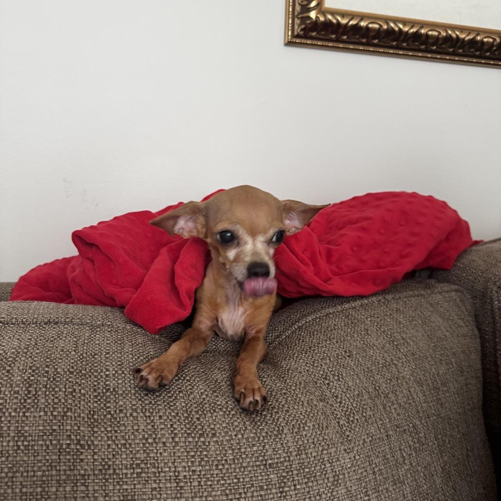 Cleo, a Adoptable Chihuahua in Austell, GA image 5/6