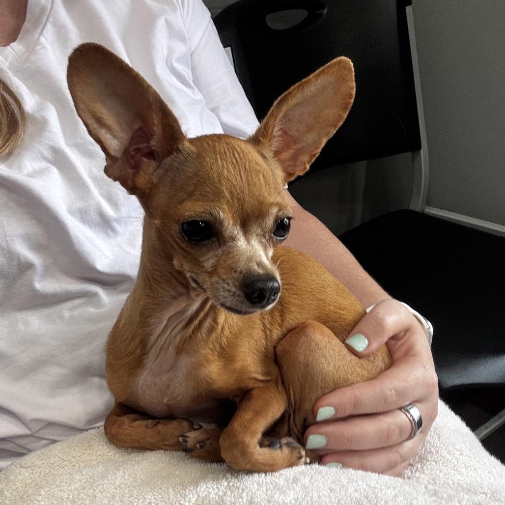 Cleo, a Adoptable Chihuahua in Austell, GA image 6/6