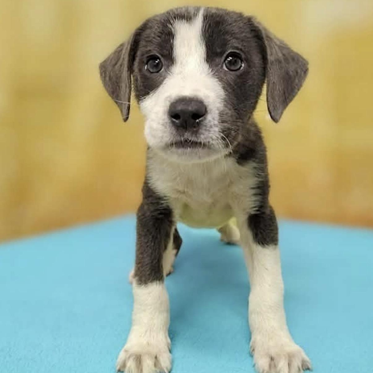 Kairo, Adoptable, Puppy Male Pit Bull Terrier & Terrier.