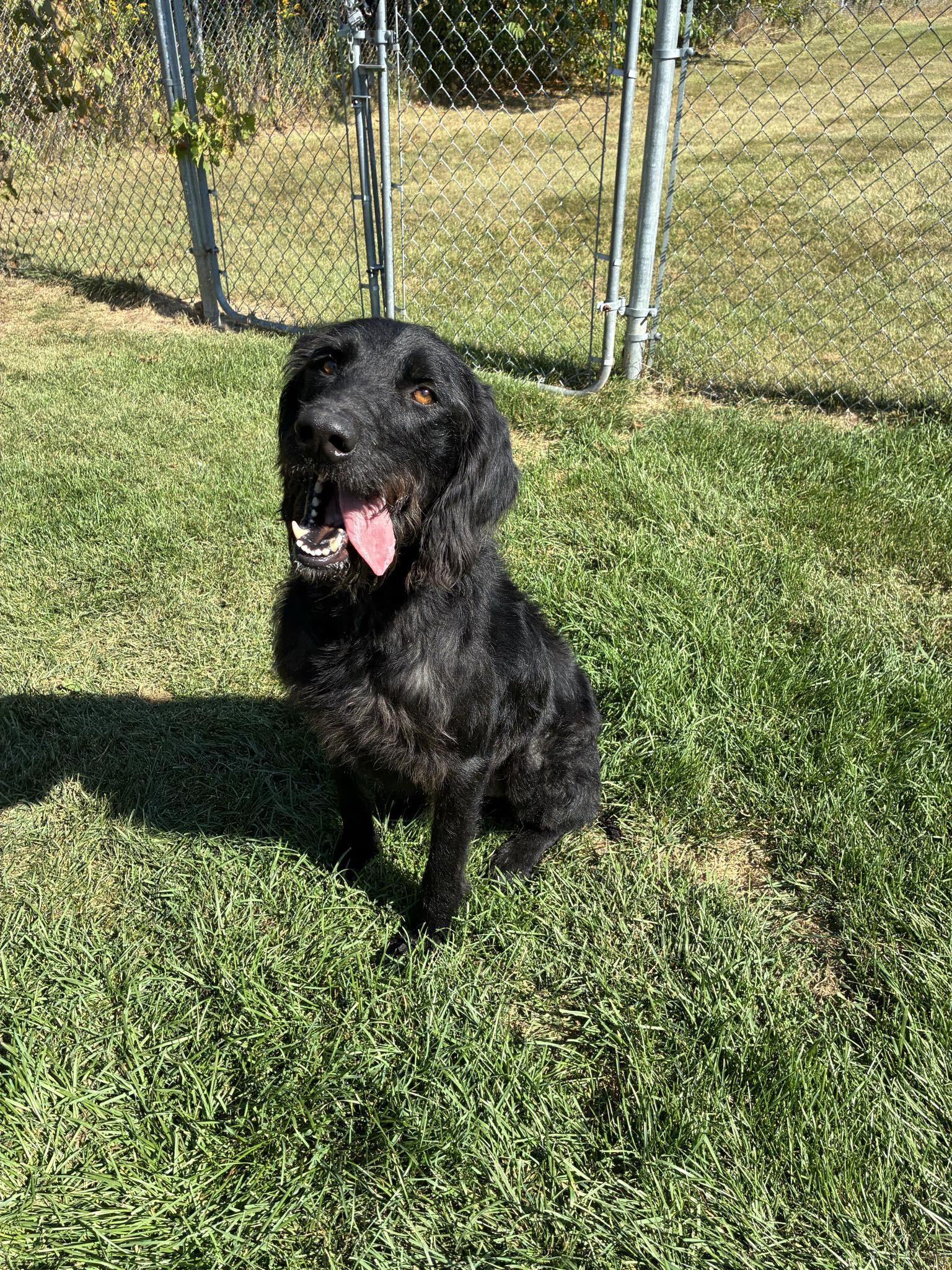 Finn, Adoptable, Adult Male Yellow Labrador Retriever & Poodle.