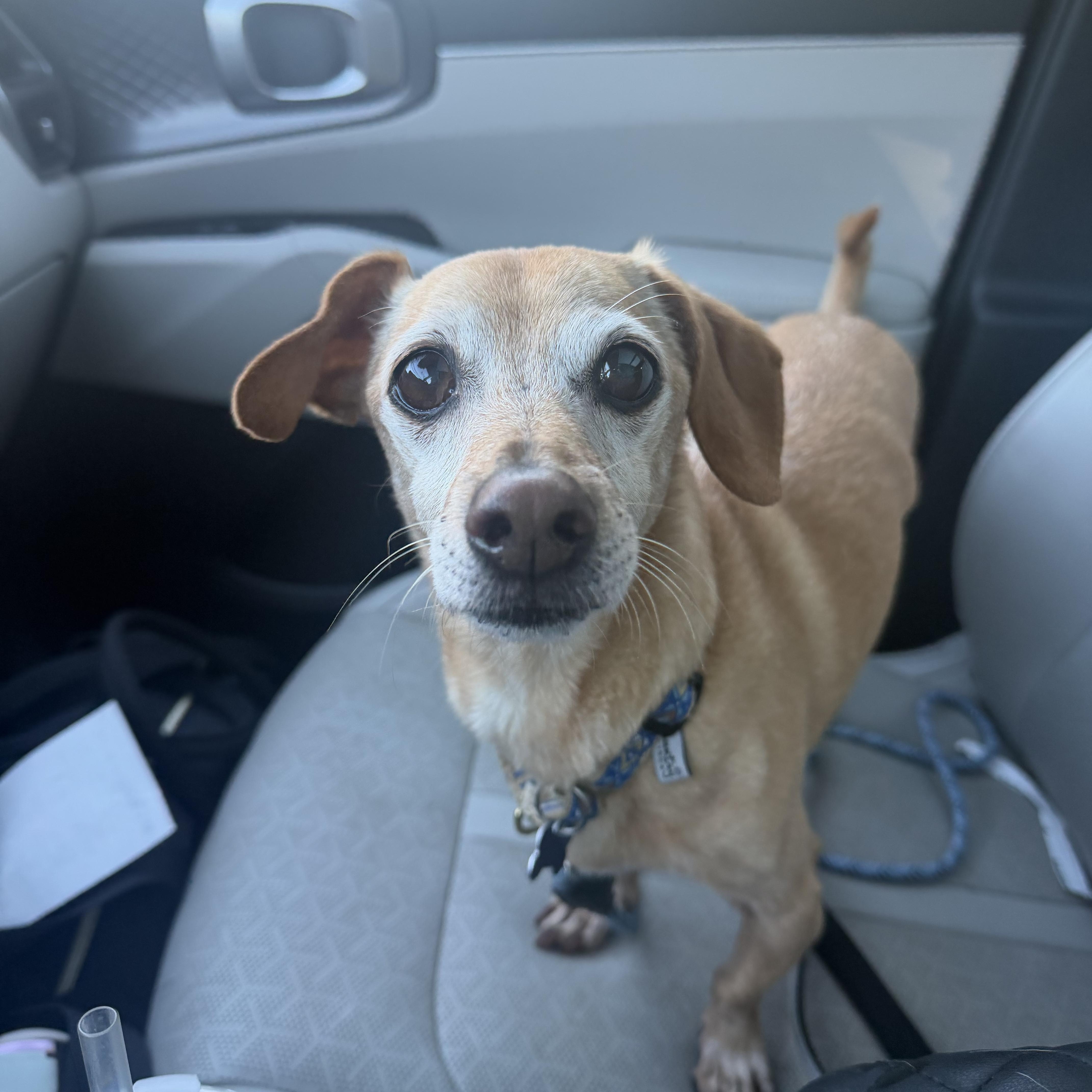 Slinky fka Eli, Adoptable, Senior Male Dachshund & Chiweenie.