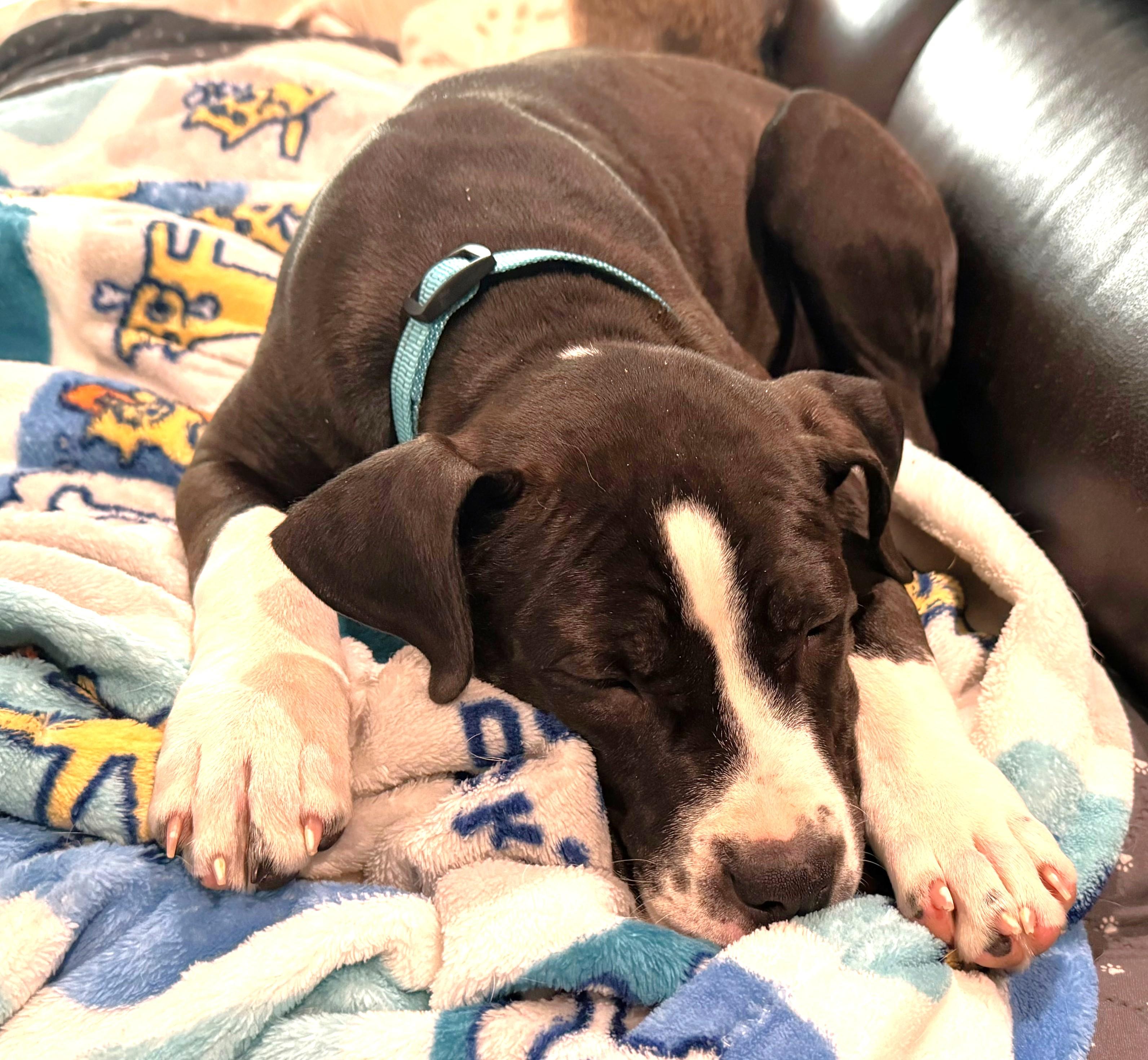 Enlarge Lenora, an adopted mixed breed in Palatine, IL image 6/6