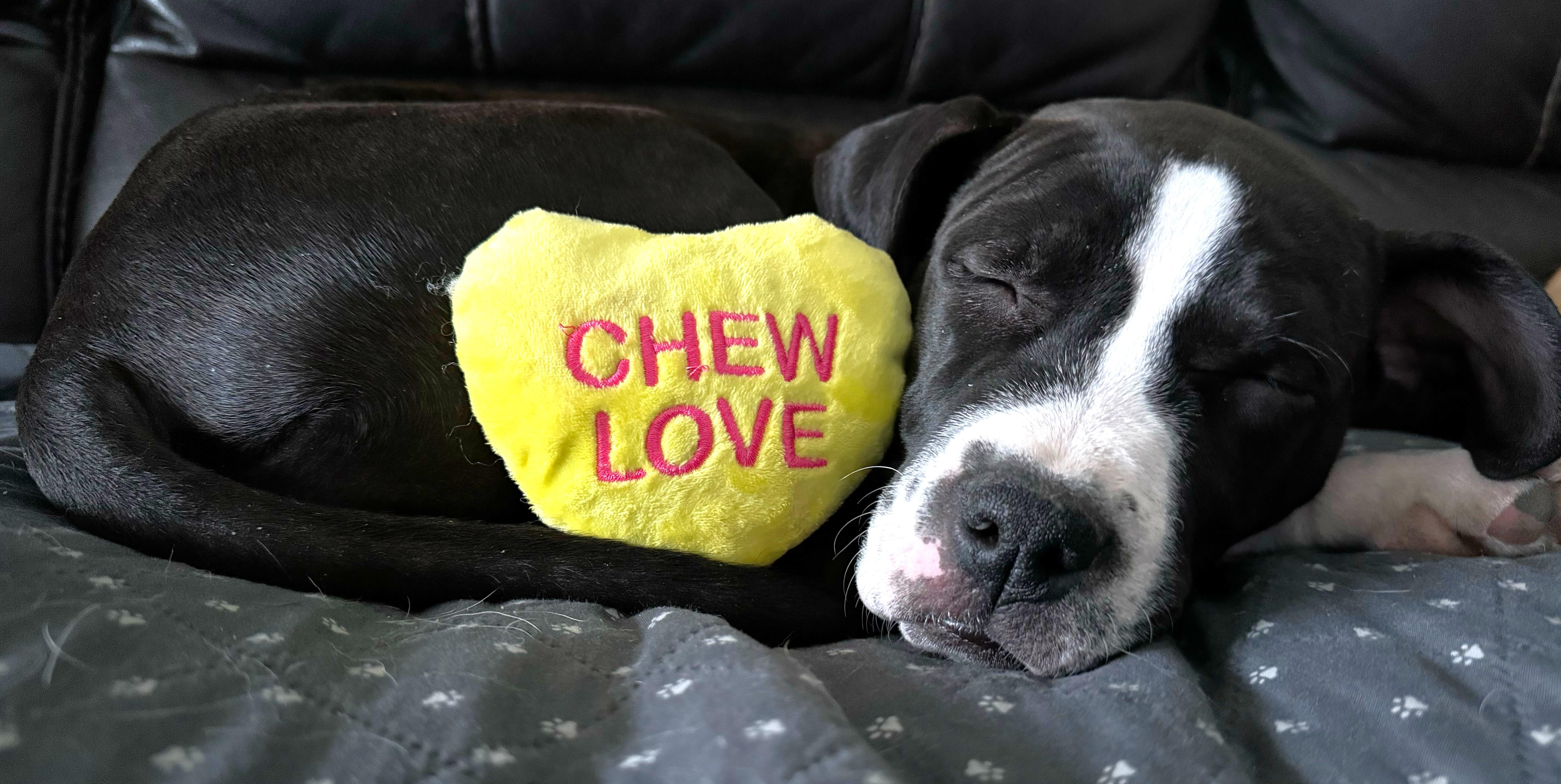 Enlarge Lenora, an adopted mixed breed in Palatine, IL image 4/6