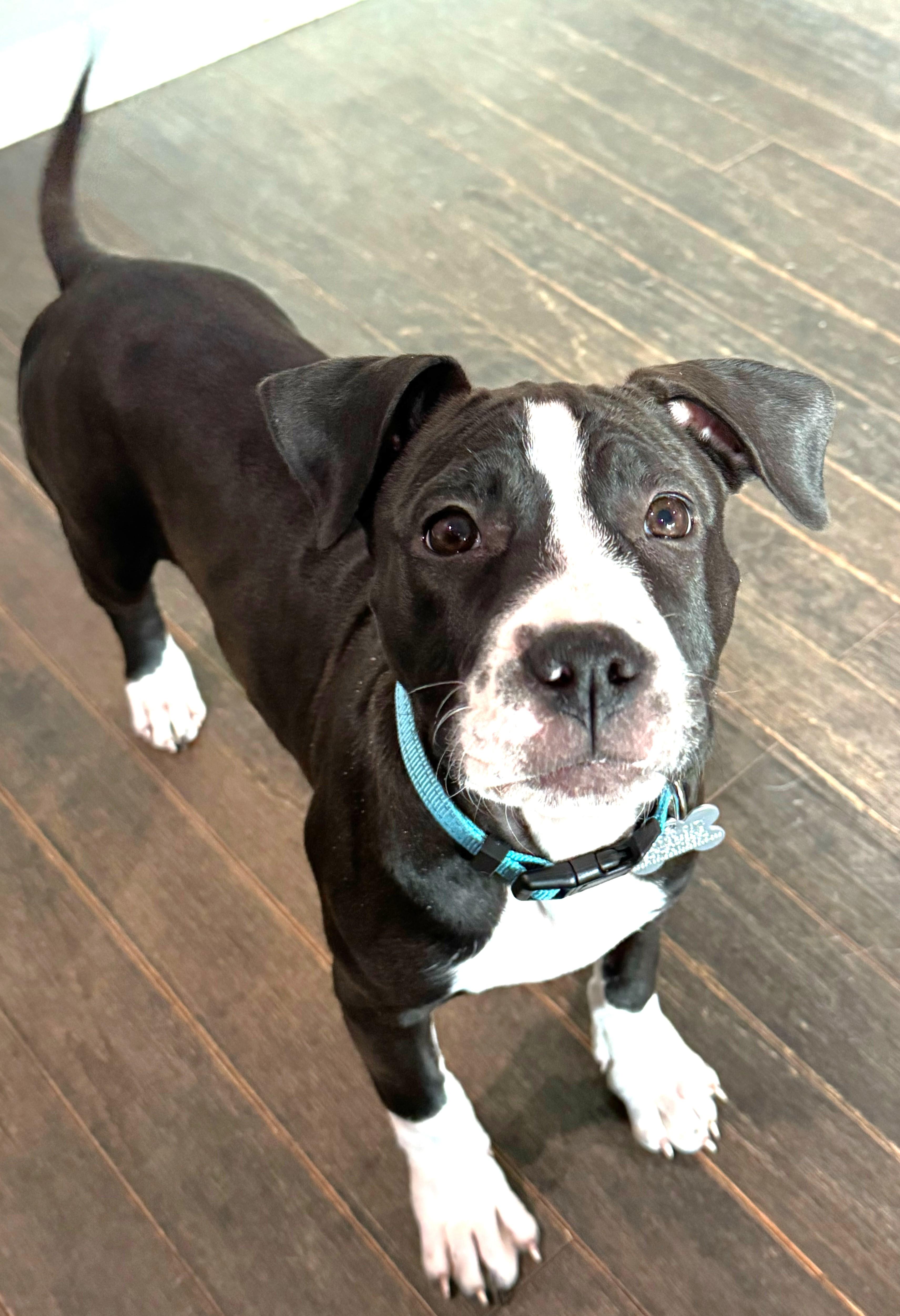 Enlarge Lenora, an adopted mixed breed in Palatine, IL image 5/6