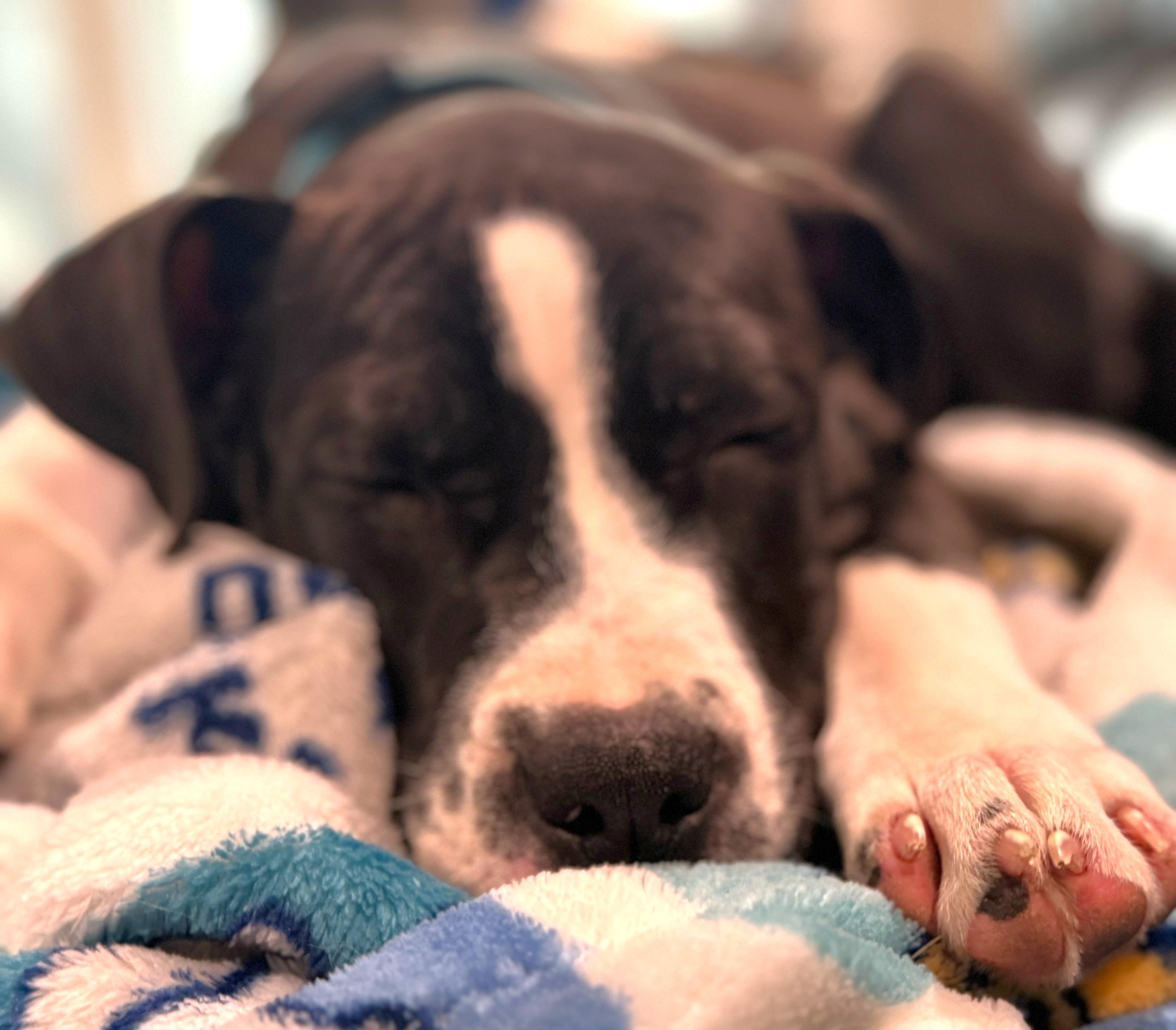 Enlarge Lenora, an adopted mixed breed in Palatine, IL image 2/6