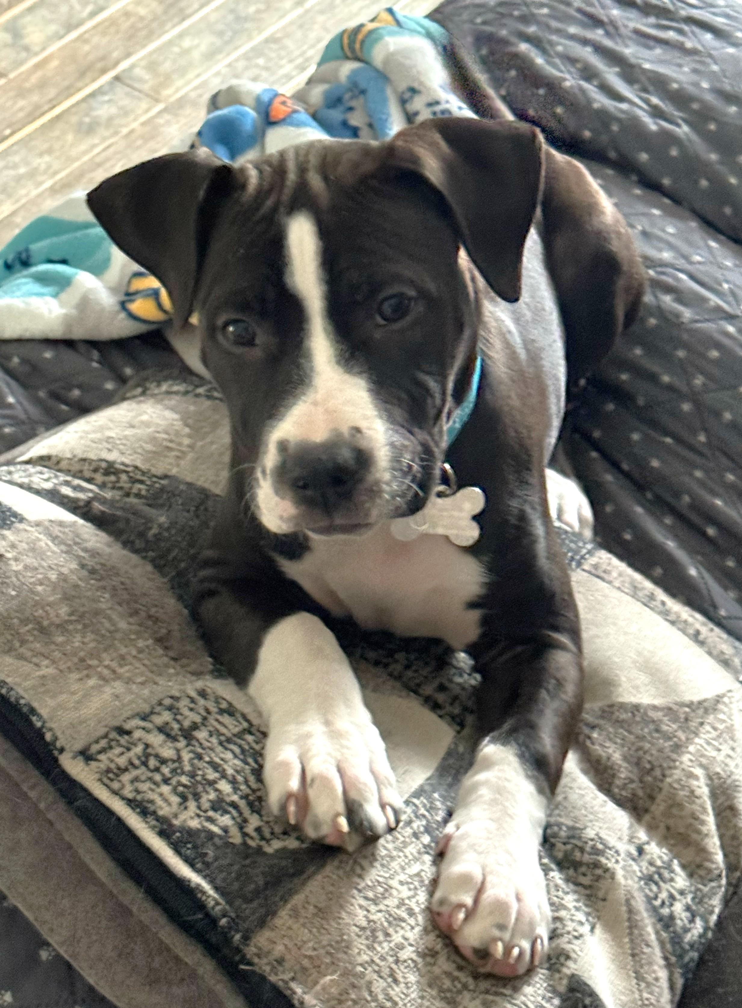 Enlarge Lenora, an adopted mixed breed in Palatine, IL image 3/6