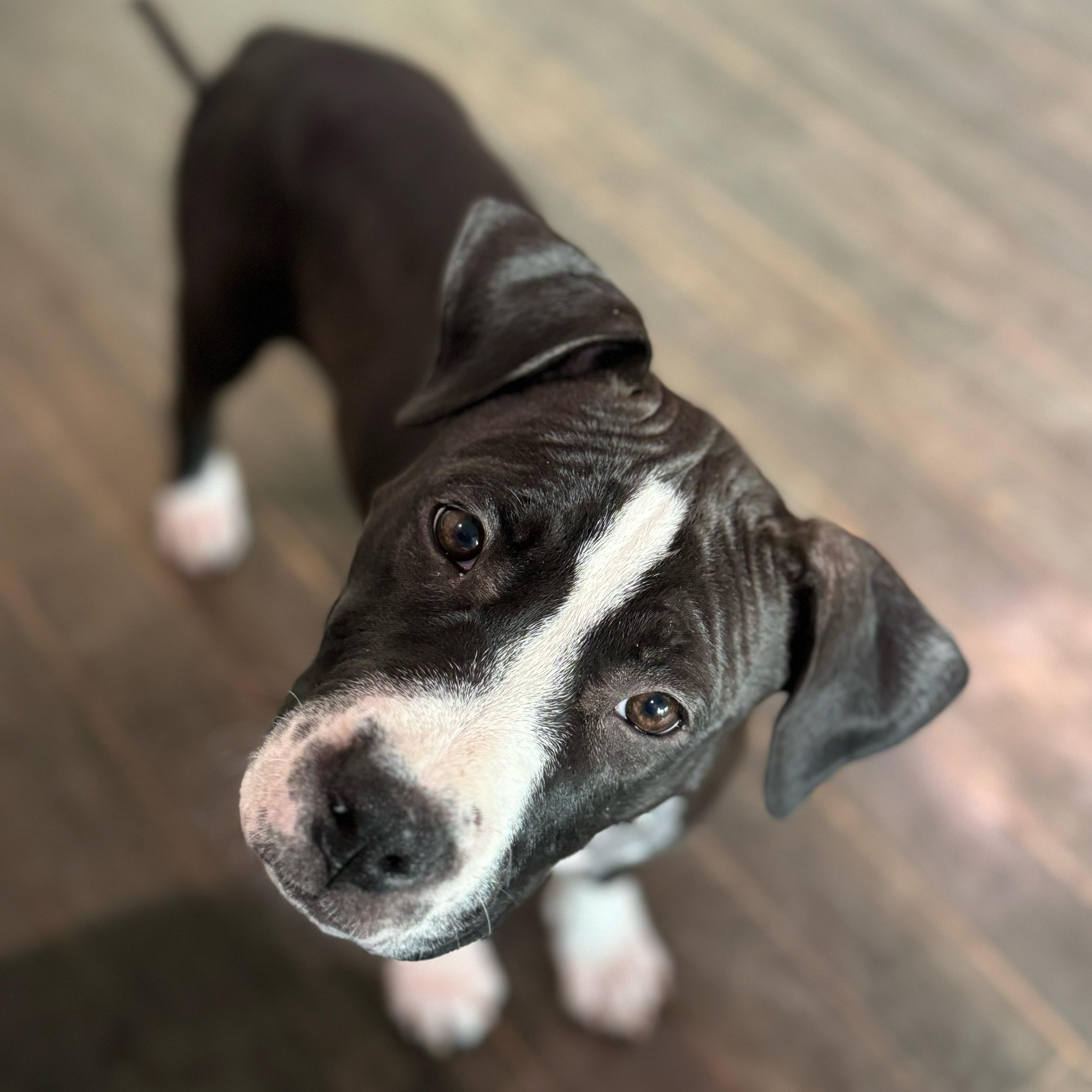 Lenora, adopted, Puppy Female Pit Bull Terrier & Mixed Breed.