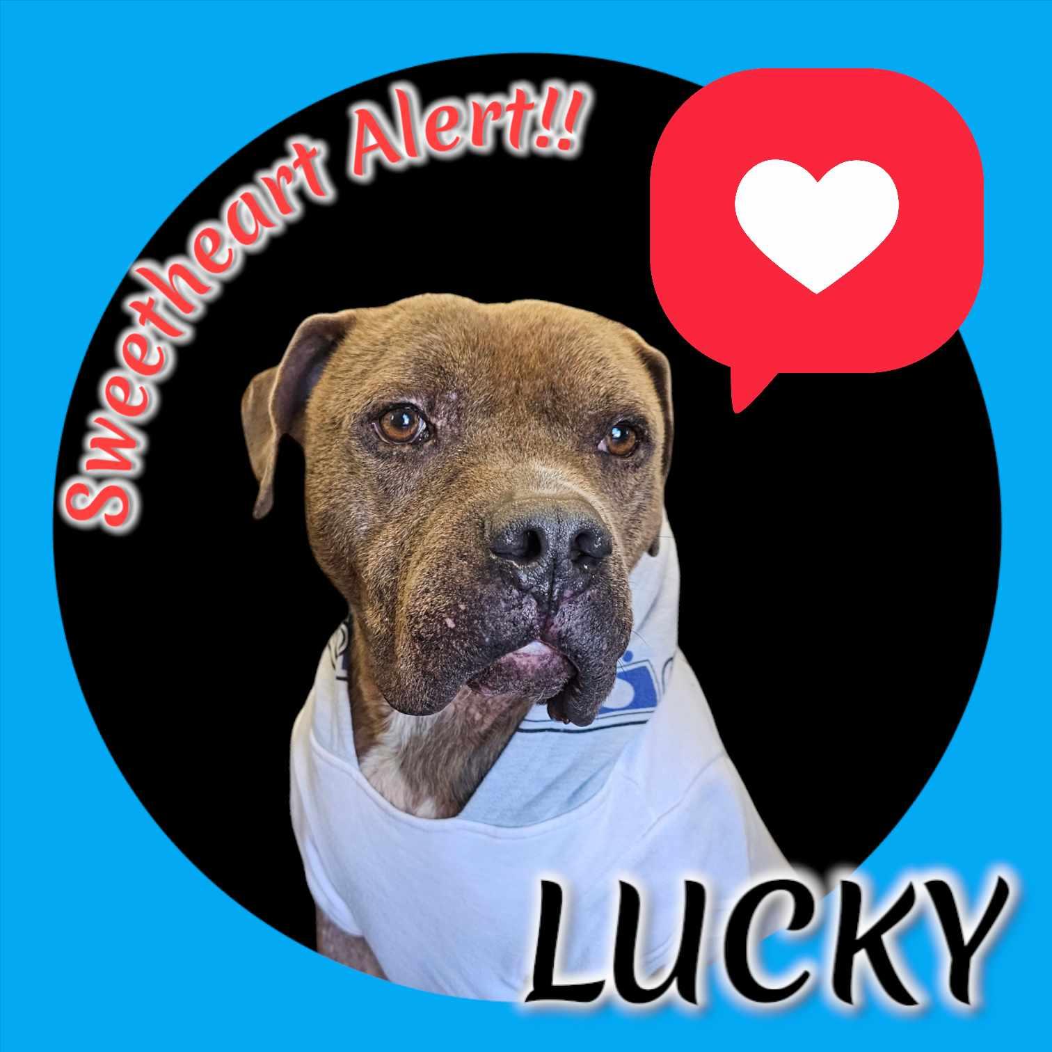 Lucky, Adoptable, Senior Male American Staffordshire Terrier.